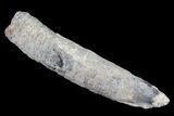 Fossil Pygmy Sperm Whale (Kogiopsis) Tooth #78245-1
